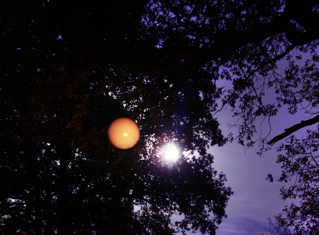 Begüm Erciyas, Forest Silent Gathering, © Gerold Meppelink